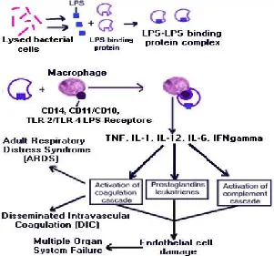 Gambar 2.1. Patogenesis Sepsis (Chamberlain, 2004) 