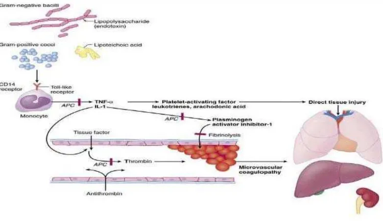 Gambar 2.3. Sepsis menyebabkan suatu kematian organ (LaRosa dan Steven, 2010) 