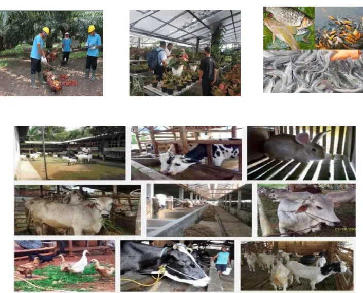 Gambar usaha agrobisnis