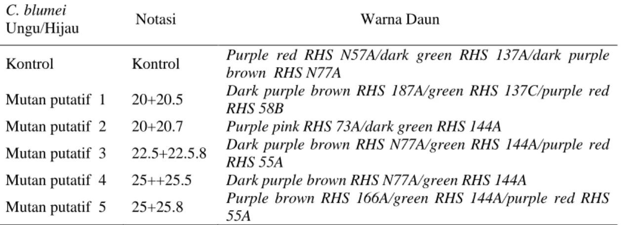Tabel 4. Perbandingan warna daun mutan C. blumei ungu/hijau hasil iradiasi  sinar gamma dengan  kontrolnya pada generasi MV3 