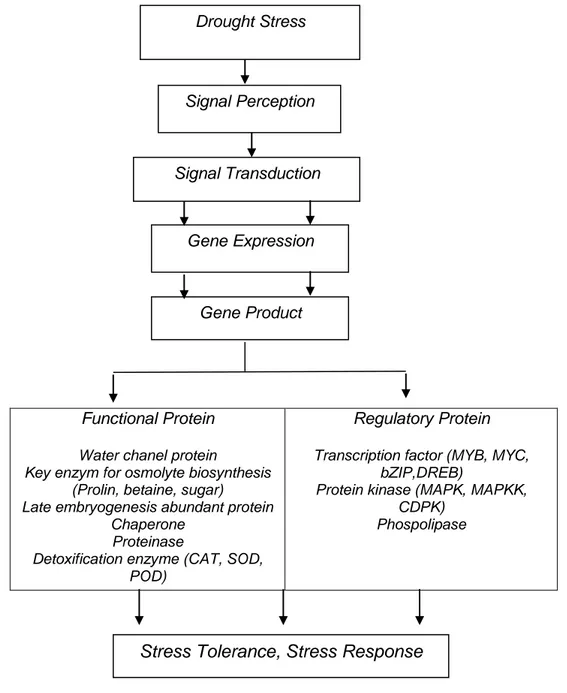 Gambar  2.6.    Produk  gen  yang  terinduksi  oleh  respon  dan  toleransi  cekaman  kekeringan:  protein  fungsional  dan  protein  regulator  (Shinozaki  dan  Yamaguchi-Shinozaki, 2007) 