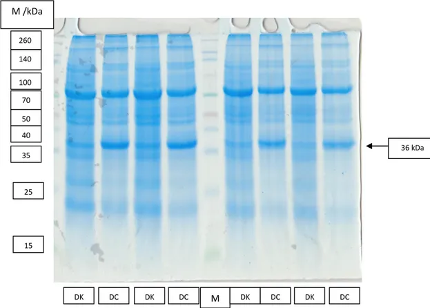 Gambar 4.1. Profil pita protein varietas Dering pada kondisi cekaman kekeringan 