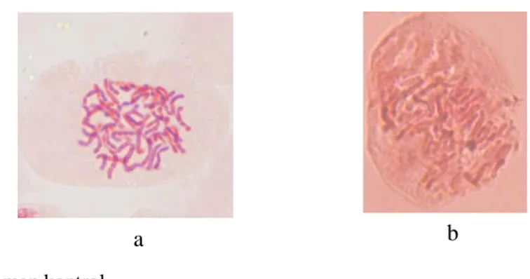 Gambar 2. Kromosom tanaman M. punctatum pada kontrol dan setelah diberi perlakuan iradiasi 50 Gray  Hasil  uji  kromosom  pada  tanaman  M