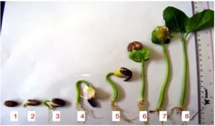 Gambar 2. Pertumbuhan kecambah normal  biji jarak (Jatropha curcas L.)  Perlakuan  media  semai  yang  berupa 