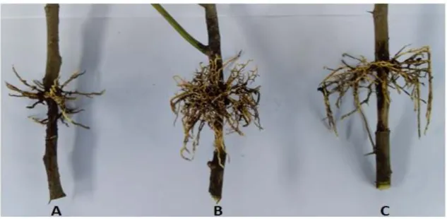 Gambar 1.   Pembentukan akar pada cangkok kalamansi 2 bulan setelah aplikasi perlakuan: A)