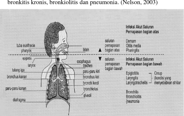 Gambar 2.2. Klasifikasi ISPA berdasarkan  lokasi anatomi terkena infeksi 