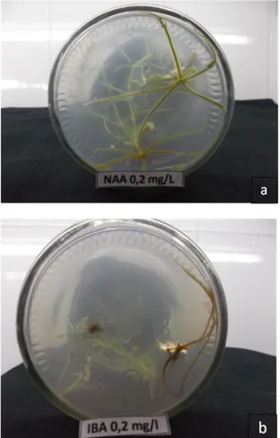 Figure 1. Root number (left)  and lenght  (right) of stevia  in MS media with addition of IAA,  IBA and NAA eight weeks  after subculture.