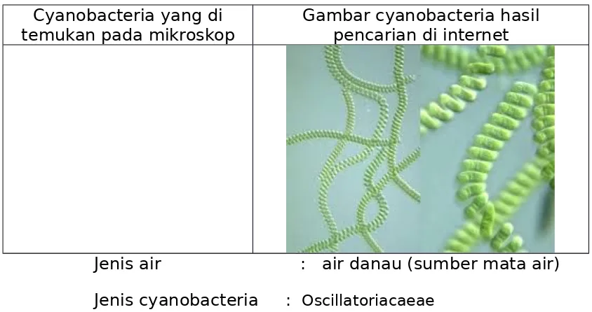 Gambar cyanobacteria hasil