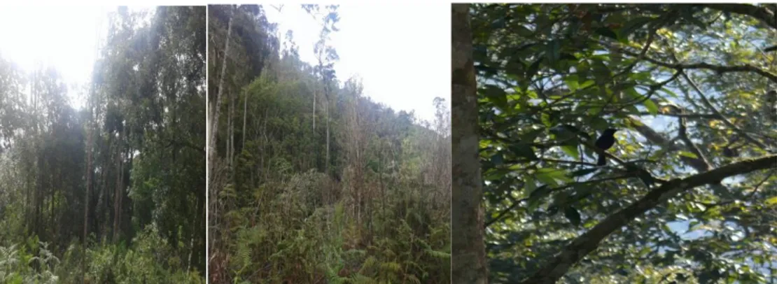 Gambar 2.11. Dokumentasi Hutan Sekunder Genting Kabupaten Gayo Lues. 