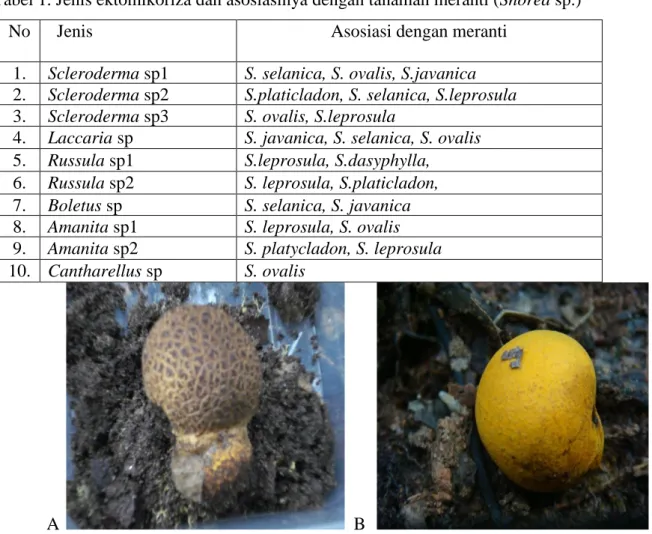 Tabel 1. Jenis ektomikoriza dan asosiasinya dengan tanaman meranti (Shorea sp.)  No    Jenis   Asosiasi dengan meranti 