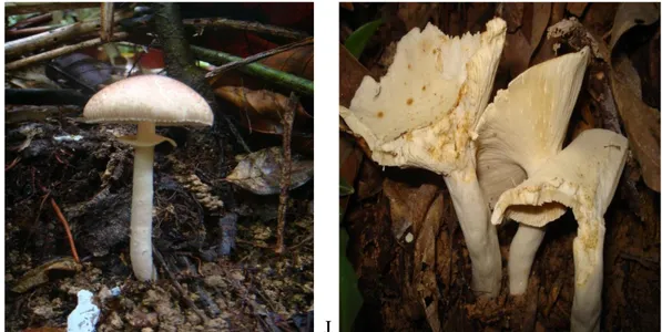 Gambar 3. Tubuh buah fungi yang diduga pembentuk ektomikoriza  