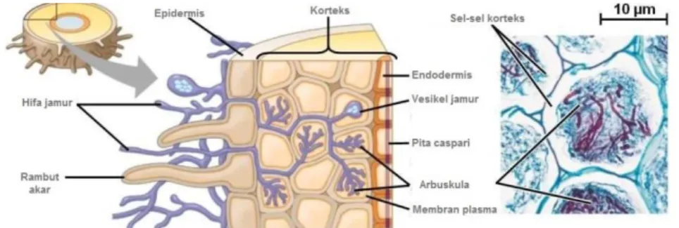 Gambar 3. Struktur Mikoriza Vesikular Arbuskula  Sumber : invam.caf.wvu.edu 