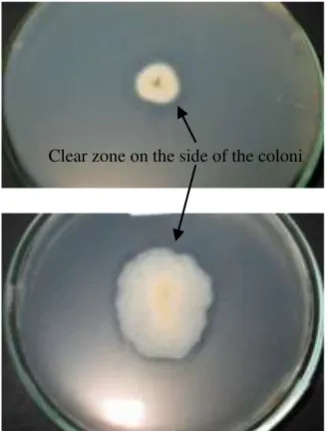 Figure 2. Media selection for lipase producing moulds, PDA containing 1 % tributirin. Arrows show the clear zone around the coloni