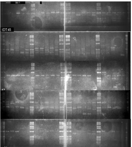Tabel 3. Hasil analisa variasi genetik dari profil PCR-RAPD individu-individu wereng cokelat dari dua biotipe