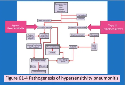 Gambar 2. Patogenesis pneumonitis hipersensitif 11