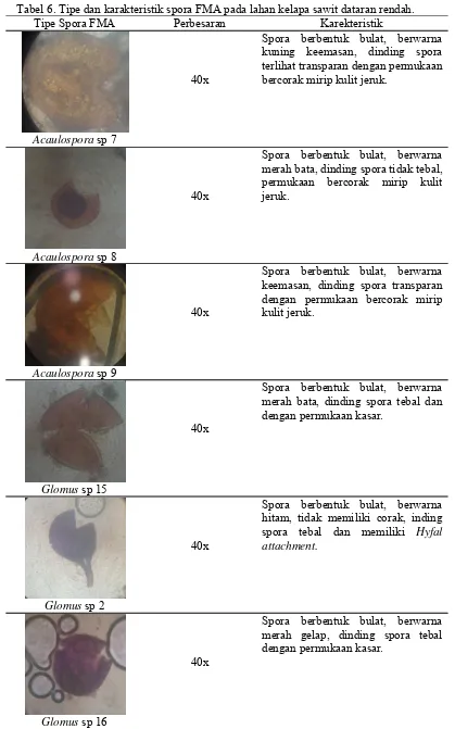 Tabel 6. Tipe dan karakteristik spora FMA pada lahan kelapa sawit dataran rendah. 