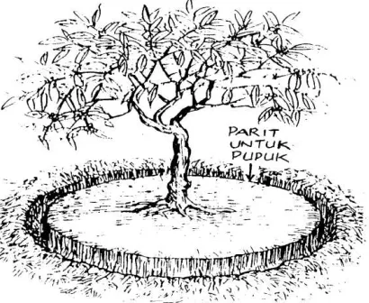 Gambar  6. Cara pemberian pupuk 