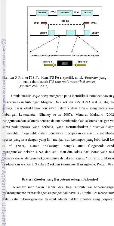 Gambar 3  Primer ITS-Fu-f dan ITS-Fu-r, spesifik untuk  Fusarium yang 