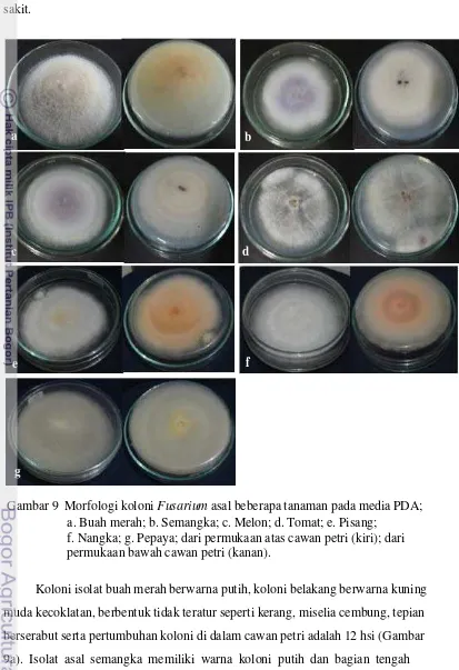 Gambar 9  Morfologi koloni Fusarium asal beberapa tanaman pada media PDA; 