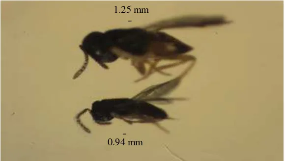 Gambar Lampiran 1  Imago betina parasitoid telur O. malayensis (atas) dan imago  jantan (bawah) (perbesaran 8x) 