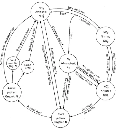 Figure 10-1.  The nitrogen cycle (from  Sawyer and M cCarty 1967)