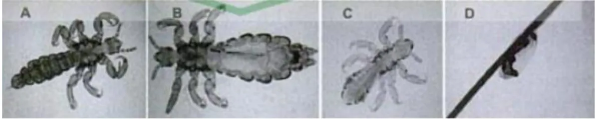 Gambar 2.1 Pediculus humanus var. capitis 