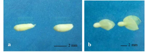 Gambar 4. Eksplan a) aksis embrio muda dan b) embrio muda. 