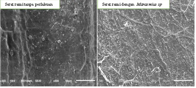 Gambar 2. Foto SEM rami dengan dan tanpa perlakuan Marasmius sp. (perbesaran 500x)