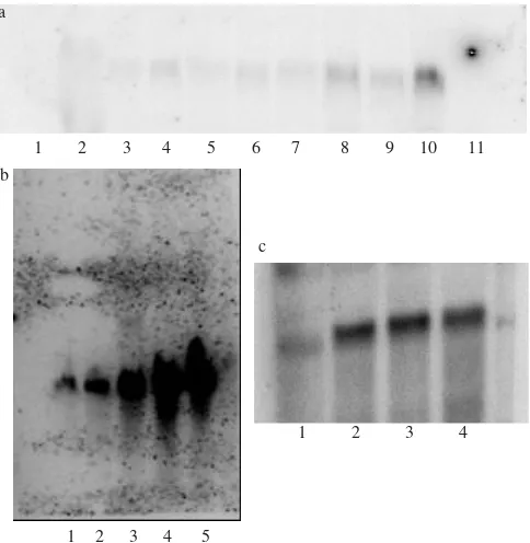 Gambar 2. Hasil hibridisasi Northern dengan pelacak potongan 600 bp(ORF) dari At2g47770 pada Arabidopsis thaliana yangmendapat berbagai perlakuan cekaman