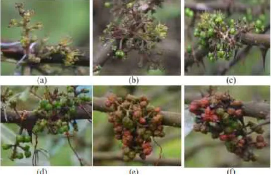 Gambar 8. Perkembangan buah (a,b,c,d) dan pematangan buah (e,f) beragam