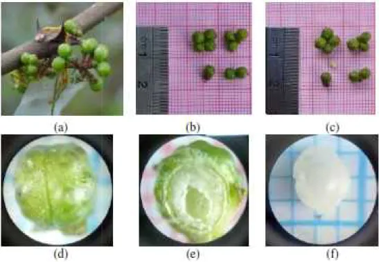 Gambar 21. Perkembangan buah saat 17 minggu setelah antesis di tanaman (a), sayatan buah (b) dan biji (c); mikroskop perbesaran 10x4 (b,c) Perkembangan buah andaliman 17 MSA dan saat 18 MSA, masing-masingdisajikan pada Gambar 21 dan 22