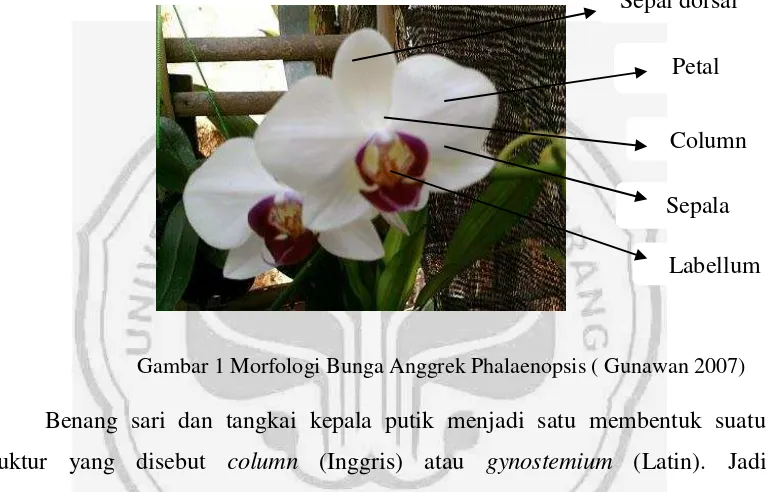Gambar 1 Morfologi Bunga Anggrek Phalaenopsis ( Gunawan 2007) 