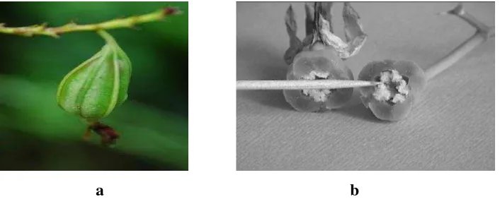 Gambar 2 (a) Morfologi Buah Anggrek Phalaenopsis dan (b) Potongan melintang buah anggrek dengan biji seperti tepung putih ( Gunawan 2007) 