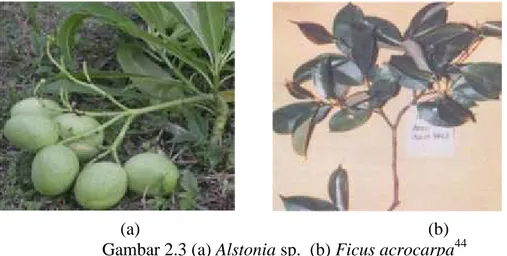 Gambar 2.3 (a) Alstonia sp.  (b) Ficus acrocarpa 44