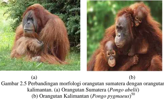 Gambar 2.5 Perbandingan morfologi orangutan sumatera dengan orangutan kalimantan. (a) Orangutan Sumatera (Pongo abelii)