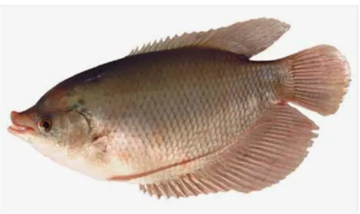 Gambar 2.3: Ikan Gurami (Osphronemus goramy) 