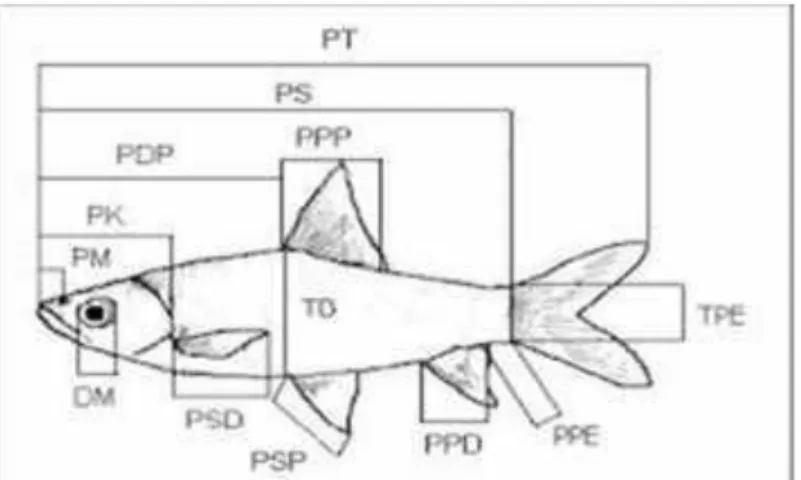 Gambar 2.6: Struktur Anatomi Luar Ikan Secara Umum  Sumber: Suyanto, 2009 