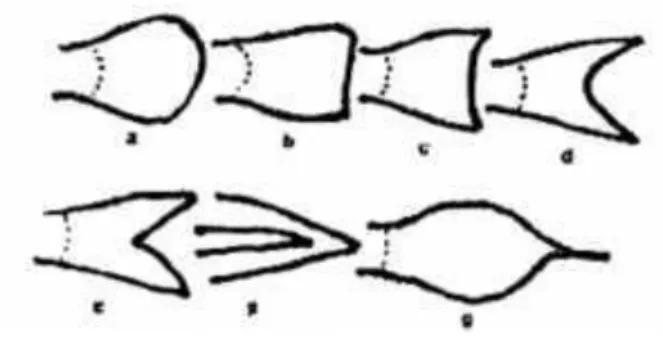 Gambar 2.11:  Tipe-tipe utama sirip ekor. Keterangan: (a) membulat; (b)  bersegi; (c) sedikit cekung; (d) bentuk sabit; (e) bercagak;  (f) meruncing; (g) lanset
