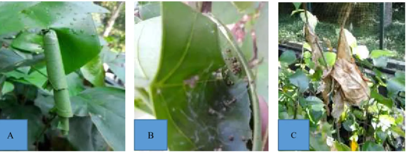 Gambar 2.  A.  Gejala  serangan  M.  testulalis  pada  daun;  B.  Kotoran  Larva  pada  permukaan  daun;  C