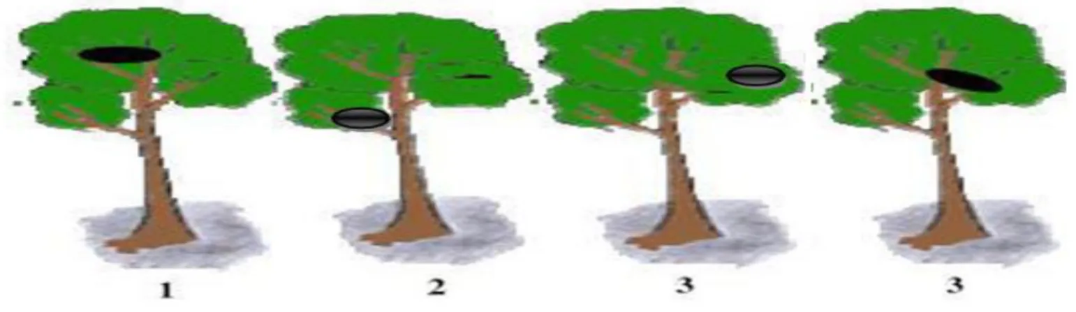 Gambar  2.    Sketsa  Posisi  Sarang  Orangutan  (Pongo  abelii)  dalam  Transek  (1)  Pucuk  Pohon,  (2)  Cabang Utama (3) Ujung  Dahan (4) Anak Percabangan  