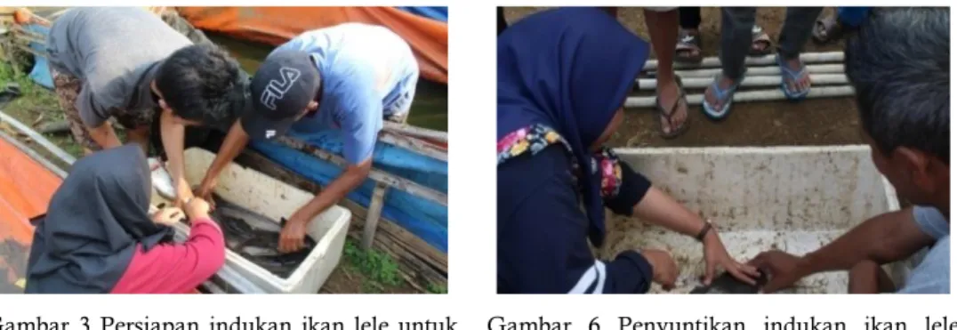 Gambar  3  Persiapan  indukan  ikan  lele  untuk 