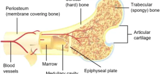 Gambar 2.3  Struktur trabecular bone dan cortical bone pada tulang. 