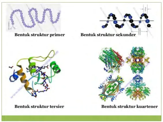 Gambar 2.1: Struktur empat jenis protein. (Sumber: www.slideshare.net) 2.2.3 Asam Amino