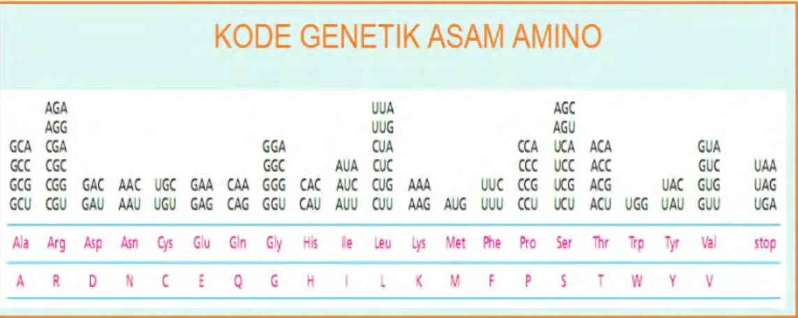 Gambar 4.1: Kodon pembentuk asam amino