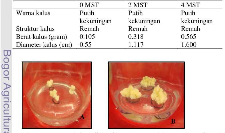 Gambar 4    Kalus embriogenik jeruk keprok Garut dalam media proliferasi,                