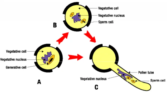 Gambar 3. Pembelahan inti mikrospora bagi polen tanaman berbunga. Pembe-lahanmitosis I (A) dan mitosis II (B atau C), (Dikutip dari : Knox,1984).