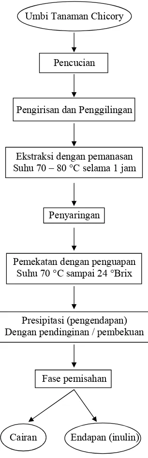 Gambar 7. Diagram alir proses ekstraksi inulin dari umbi tanaman  Chicory (Cichorium intybus L.) (Toneli et.al, 2008)
