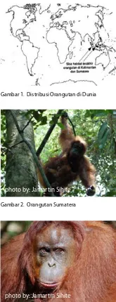 Gambar 1.  Distribusi Orangutan di Dunia