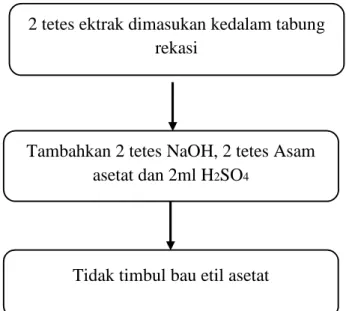 Gambar 3.6 skema uji bebas etilasetat pada ektrak cabe jawa  4.  Uji Bebas N-Hexana 