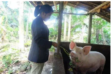 Gambar 1.5 Membantu memberi makan hewan ternak babi 